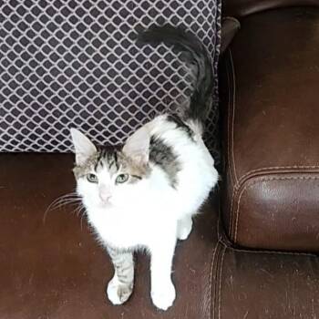 Turkish Van Cats Available for Adoption - Lua (Turkish Van Mix) | PetCurious