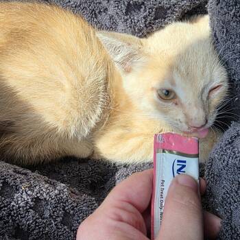 Rescue Domestic Short Hair Cats for Adoption in Austin, Texas - Little Goober | PetCurious