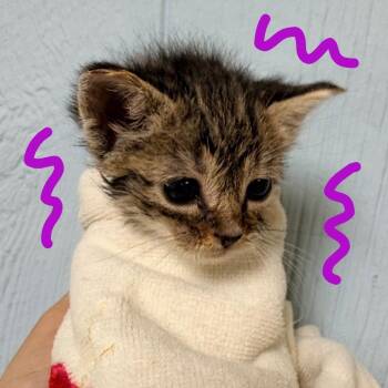 Angelo -  Domestic Short Hair Cat for Adoption in Clarksville, Arkansas - Angelo | PetCurious