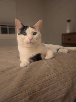 PENNY -  Domestic Short Hair Cat for Adoption in Aurora, Colorado - PENNY | PetCurious