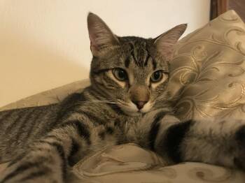 Levi -  Tabby and Domestic Short Hair Cat for Adoption in Plano, Texas - Levi | PetCurious