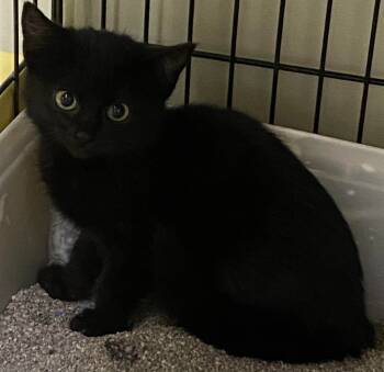 Rescue Domestic Medium Hair Cats for Adoption in Saint Clairsville, Ohio - Skittles | PetCurious