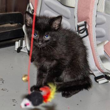 Aries -  Domestic Short Hair Cat for Adoption in Wichita, Kansas - Aries | PetCurious