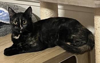 Rescue Domestic Short Hair Cats for Adoption in Santa Rosa, California - Melili | PetCurious