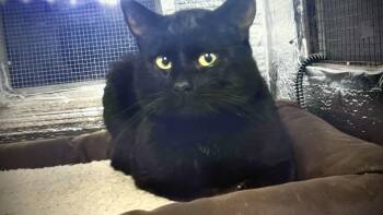 Rescue Domestic Short Hair Cats for Adoption in Richmond, California - Pirate Jack | PetCurious
