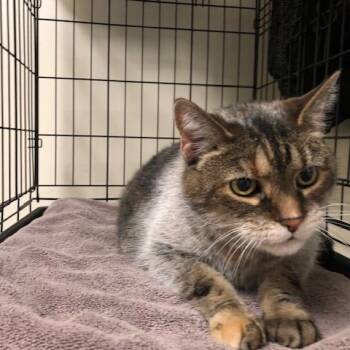 Domestic Short Hair Cats Available for Adoption - Kali | PetCurious