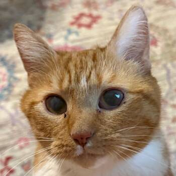 Moe -  Domestic Short Hair Cat for Adoption in Granville, Ohio - Moe | PetCurious