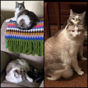 Kip & Bella (BIOLOGICAL SIBLINGS - BONDED PAIR) -  Domestic Medium Hair and Siamese Cat for Adoption in Scranton, Pennsylvania - Kip & Bella (BIOLOGICAL SIBLINGS - BONDED PAIR) | PetCurious