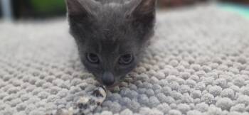 Foggy -  Domestic Long Hair Cat for Adoption in Crossville, Tennessee - Foggy | PetCurious