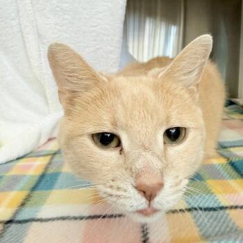 Domestic Short Hair Cats Available for Adoption in Pittsburgh, Pennsylvania - Jazmine | PetCurious