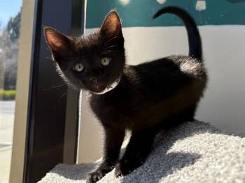 Domestic Short Hair Cats Available for Adoption - SPRINKLES | PetCurious