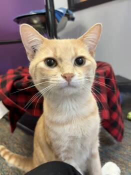 Twizzler -  Domestic Short Hair Cat for Adoption in Winnipeg, Manitoba - Twizzler | PetCurious