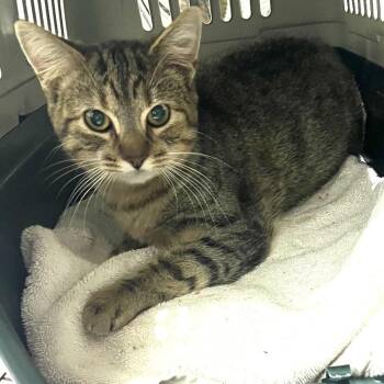 Delaney -  Domestic Short Hair Cat for Adoption in Mt. Juliet, Tennessee - Delaney | PetCurious