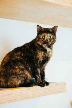Rescue Domestic Short Hair Cats for Adoption in Jackson, Wyoming - Snow | PetCurious