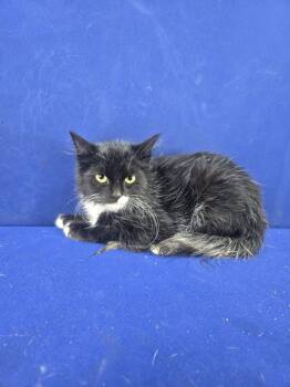 Rescue Domestic Medium Hair Cats for Adoption in Ruston, Louisiana - Water Moccasin | PetCurious