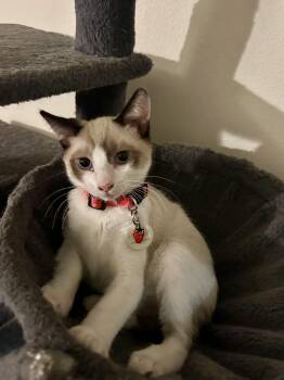 Plum -  Domestic Short Hair Cat for Adoption in Davis, California - Plum | PetCurious