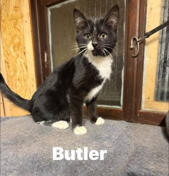 Rescue Tuxedo Cats for Adoption in Ludington, Michigan - Butler | PetCurious