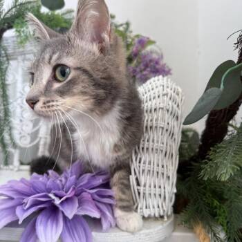 Domestic Short Hair Cats Available for Adoption in Eaton Rapids, Michigan - Ja El 56233 | PetCurious