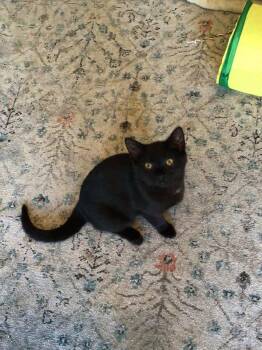 Rescue Domestic Short Hair Cats for Adoption in Clyde, North Carolina - Boo | PetCurious