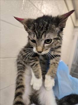 Rescue Domestic Short Hair Cats for Adoption in Hagerstown, Maryland - VERDE | PetCurious