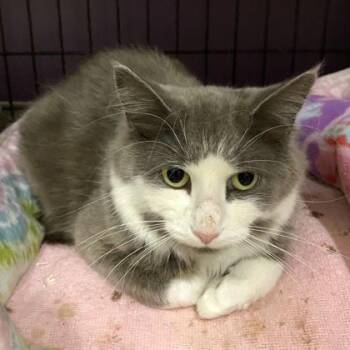 Domestic Long Hair Cats Available for Adoption - Beaux | PetCurious