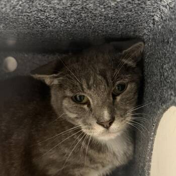 Laura -  Domestic Short Hair Cat for Adoption in Golden, Colorado - Laura | PetCurious