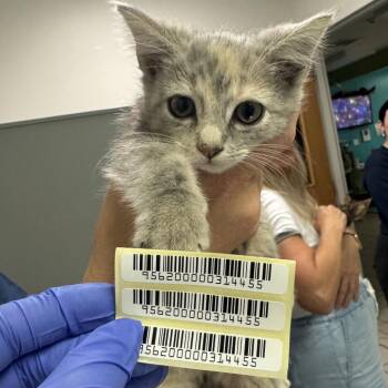 Pixie Stick -  Domestic Medium Hair Cat for Adoption in Charleston, West Virginia - Pixie Stick | PetCurious
