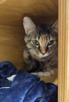 Gyda -  Domestic Short Hair Cat for Adoption in Bellevue, Washington - Gyda | PetCurious