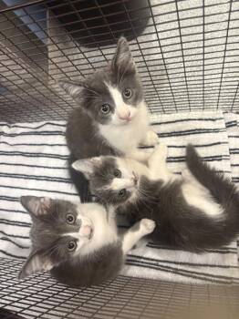 SAMUEL -  Domestic Short Hair Cat for Adoption in Tustin, California - SAMUEL | PetCurious
