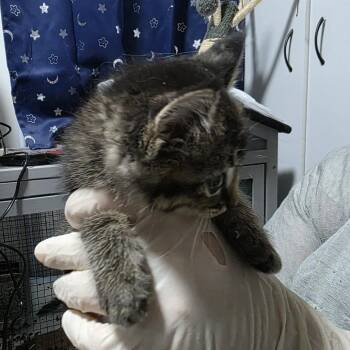 Feidhlim -  Domestic Short Hair Cat for Adoption in Sioux Falls, South Dakota - Feidhlim | PetCurious