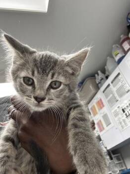 Galleria -  Domestic Short Hair Cat for Adoption in West Chester, Pennsylvania - Galleria | PetCurious