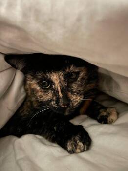 Tootsie -  Domestic Short Hair Cat for Adoption in Battle Ground, Washington - Tootsie | PetCurious