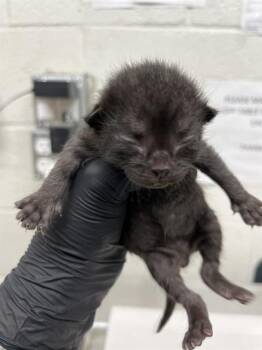 A271484 -  Domestic Short Hair Cat for Adoption in Chula Vista, California - A271484 | PetCurious