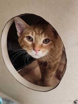 Wavebreak -  Domestic Short Hair Cat for Adoption in Elmsford, New York - Wavebreak | PetCurious
