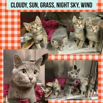 Sweetie Belle -  Domestic Short Hair Cat for Adoption in Wheeling, Illinois - Sweetie Belle | PetCurious