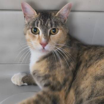 Kiki -  Domestic Short Hair Cat for Adoption in Moses Lake, Washington - Kiki | PetCurious
