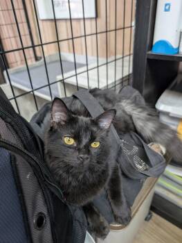 Samba 4.27.26 -  Domestic Short Hair Cat for Adoption in Apopka, Florida - Samba 4.27.26 | PetCurious