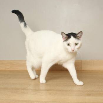 Coraline C71739 -  Domestic Short Hair Cat for Adoption in Minnetonka, Minnesota - Coraline C71739 | PetCurious
