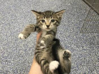 A1930049 -  Domestic Short Hair Cat for Adoption in Thousand Palms, California - A1930049 | PetCurious