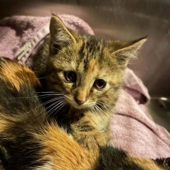 Sandy -  Domestic Short Hair Cat for Adoption in Sioux Falls, South Dakota - Sandy | PetCurious
