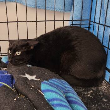 Rescue Domestic Short Hair Cats for Adoption in Kingman, Kansas - Liebling | PetCurious