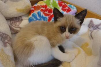 Kwan -  Siamese Cat for Adoption in Eureka, California - Kwan | PetCurious