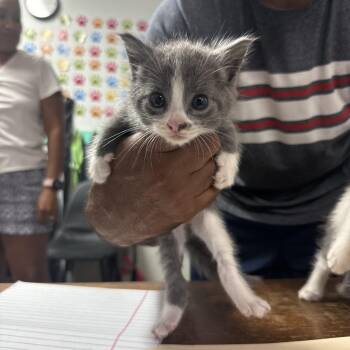 Lucky -  Domestic Short Hair Cat for Adoption in Columbia, South Carolina - Lucky | PetCurious