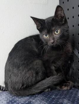 Wright -  Domestic Short Hair Cat for Adoption in Dayton, Minnesota - Wright | PetCurious