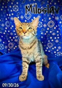 Miloslav "Milo" -  Domestic Medium Hair Cat for Adoption in Pleasanton, Texas - Miloslav "Milo" | PetCurious