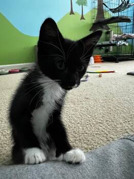 Rescue Tuxedo Cats for Adoption in Greenville, Delaware - Zeke (FCID# 10/15/2025 - 56 Middletown PS) KC | PetCurious