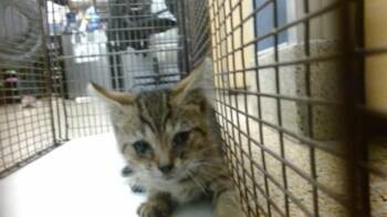 Domestic Short Hair Cats Available for Adoption in Doral, Florida - BOO | PetCurious