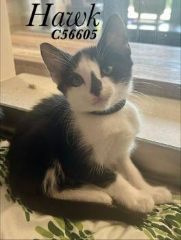 Hawk (Black collar) -  Domestic Short Hair Cat for Adoption in Clarksville, Tennessee - Hawk (Black Collar) | PetCurious