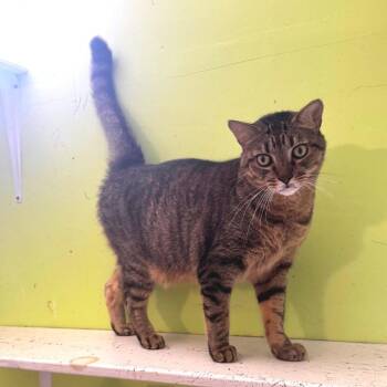 Charles -  Domestic Short Hair Cat for Adoption in Brownsboro, Alabama - Charles | PetCurious