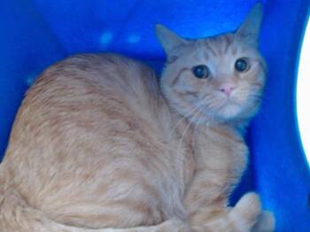 TEAL -  Domestic Short Hair Cat for Adoption in Orlando, Florida - TEAL | PetCurious